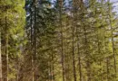 Lyon. Le festival Woodstower déménage et fait le plein de nouveautés