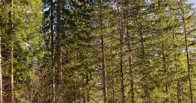 Lyon. Le festival Woodstower déménage et fait le plein de nouveautés