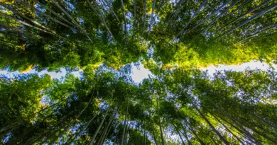 « Tourner la page de l’écologie brutale » : plus d’un tiers des élus de la Métropole appellent à une ZFE plus « humaine et adaptée »