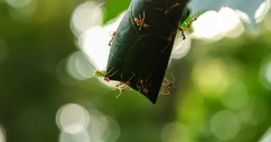 Collectes solidaires Ecosystem : samedi 28 juin 2025