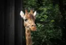 Face aux fortes chaleurs, Alliade Habitat accélère la réhabilitation thermique de son parc en Auvergne-Rhône-Alpes – lyon-entreprises.com